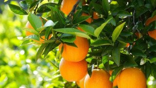 Екстра пілінг для тіла Апельсиновий рай